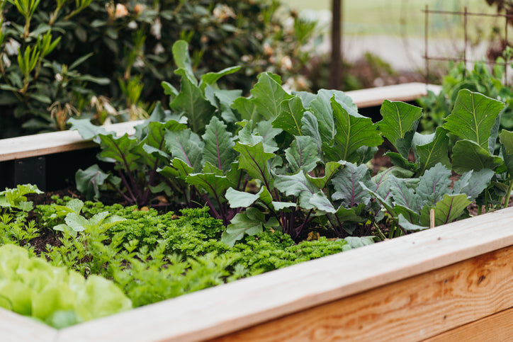 What Is The Best Irrigation System For A Vegetable Garden?